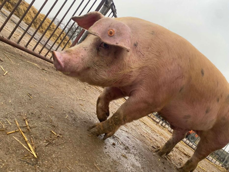 Knurki rasy Pietrain x Duroc