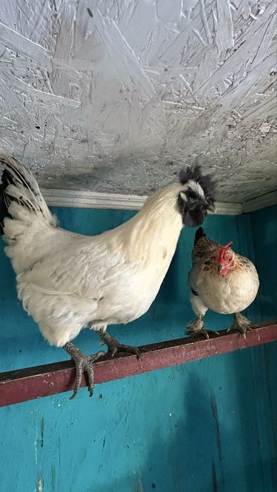 Півні порода Люйкеданьцзі, 2 красунчика віком 9 місяців