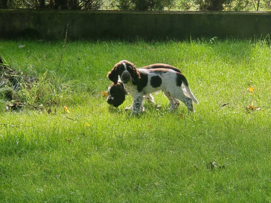 Szczenięta po spanielach