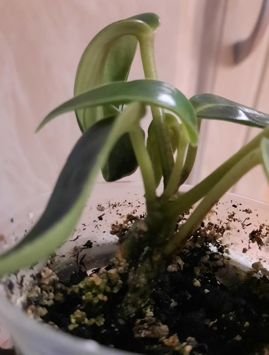 Макулоза, підліток