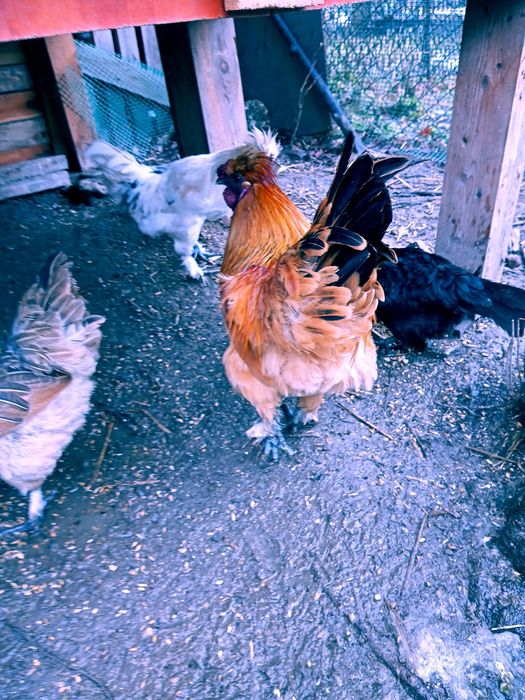 Piekny.  Kogut mlodzik