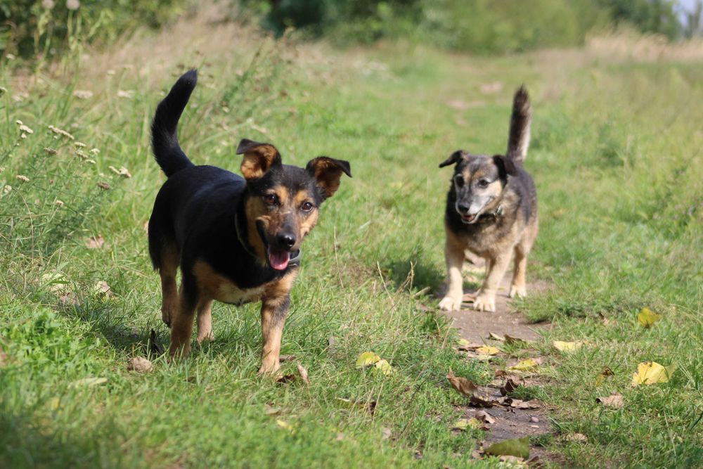 Mieszko pies adopcja schronisko