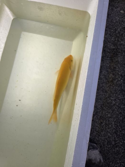Carpa koi japonesa