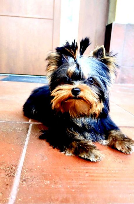 York , Yorki -  Śliczna suczka  Yorkshire Terrier  ZKwP   FCI .