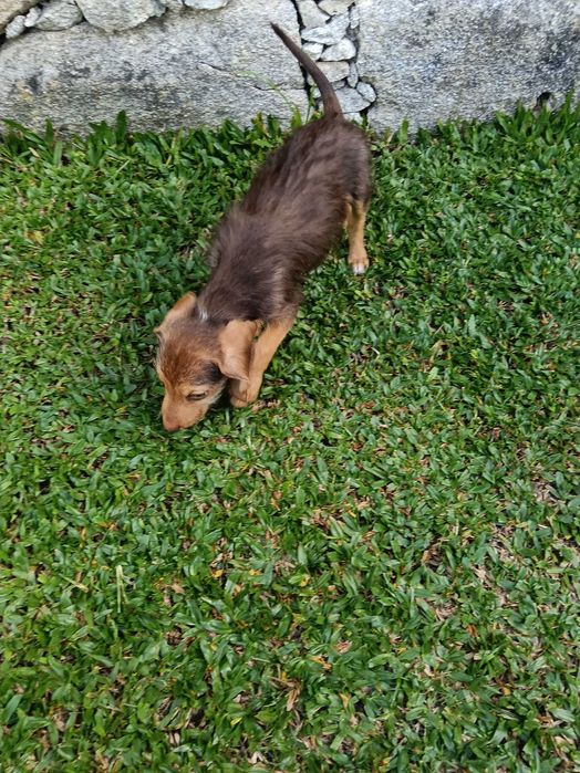 Teckel macho xx vacinado