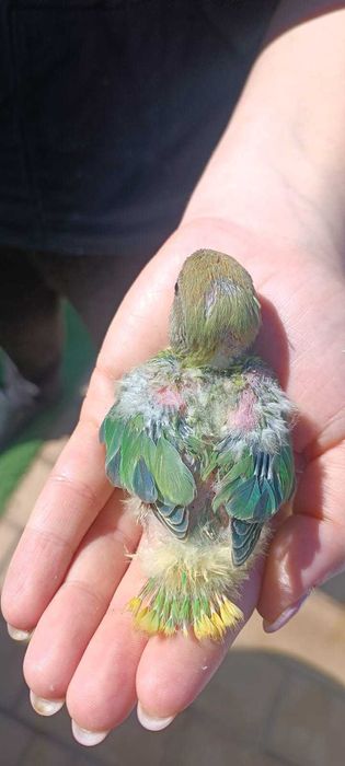 Aves para acabar de criar a mão, adultos ou domesticados.