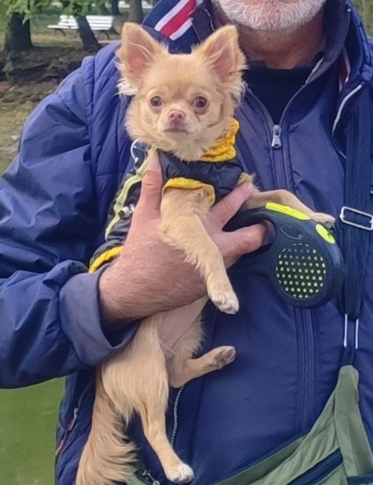 7000гр.ВОЗНАГРОЖЕНИЕ !!!Пропала собачка породы чихуахуа,