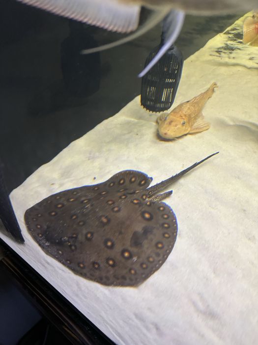 Plaszczka Motoro Samiec Dorosly POTAMOTRYGON MOTORO