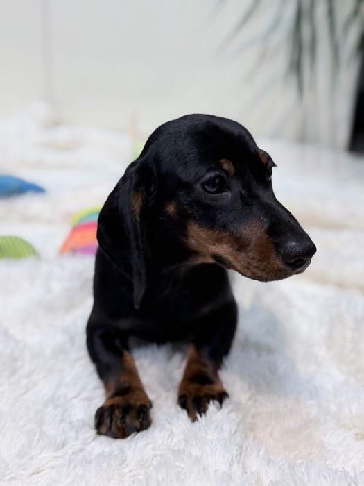 Teckel excelente e lindo machinho