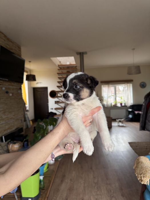 Дівчатка-цуценятка добрі руки