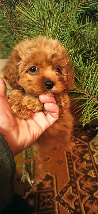 Девочка мальтипу