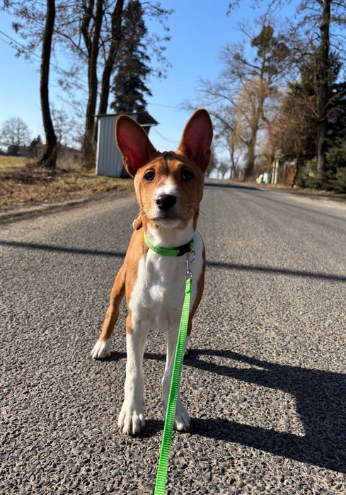 Piesek Basenji FCI