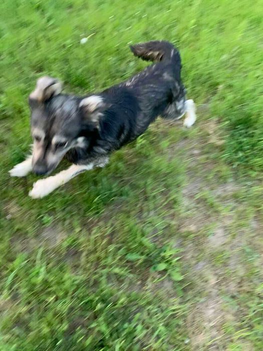 пес що прийшов до нас