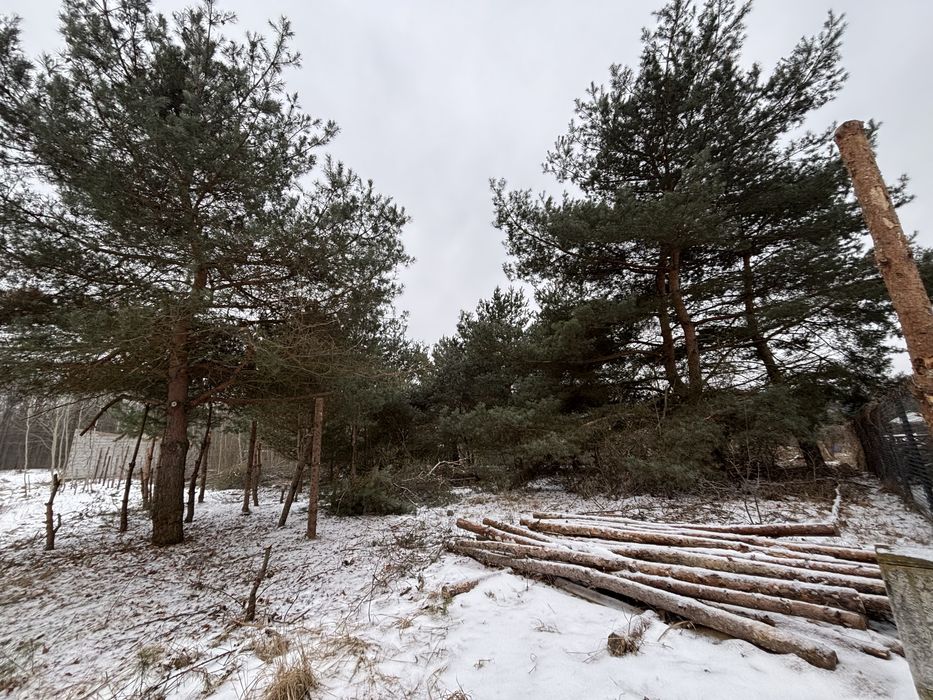 Oddam drzewa za wycinkę!