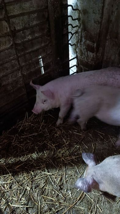 Поросята мясної породи