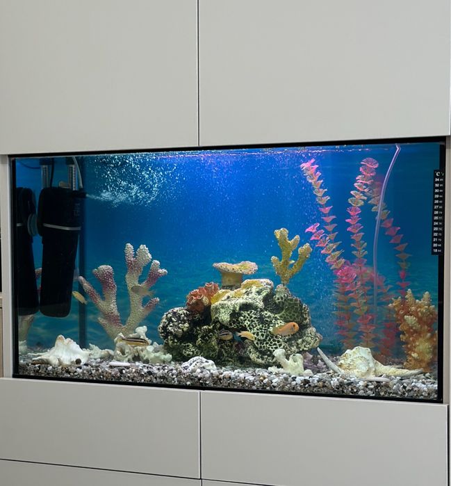 Корали в акваріум ,корал