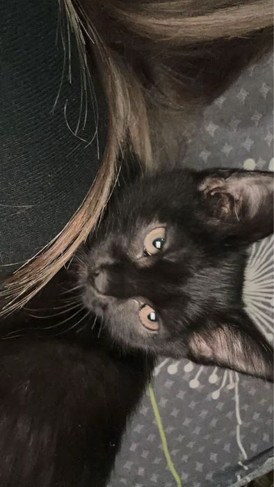 Віддам кошенят, Ромни