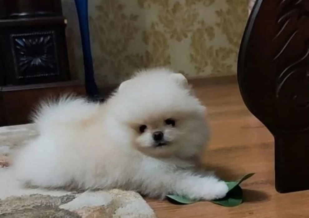 Мини померанский шпиц