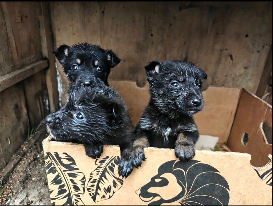 Допоможіть врятувати цуценят