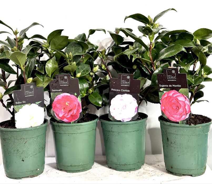 Камеліі в асортименті. Доставка по Україні.