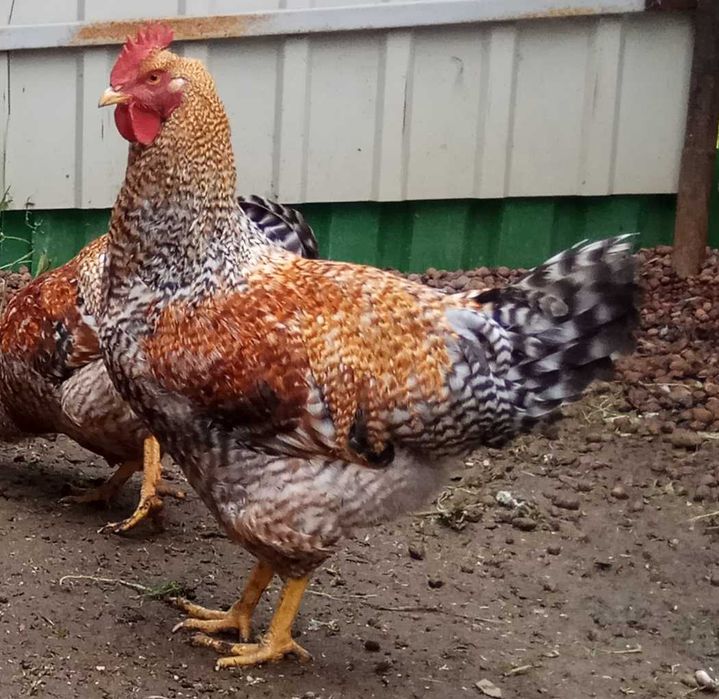 Яйце інкубаційне курей Триколор