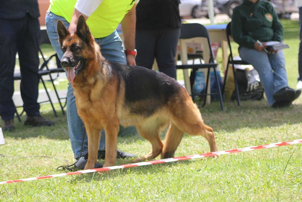 Cachorra Pastor Alemão de Qualidade