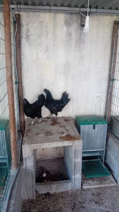 Galinhas Aramy Ceramy