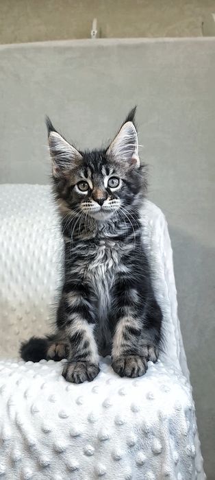 хлопчик Мейн-Кун дикий окрас