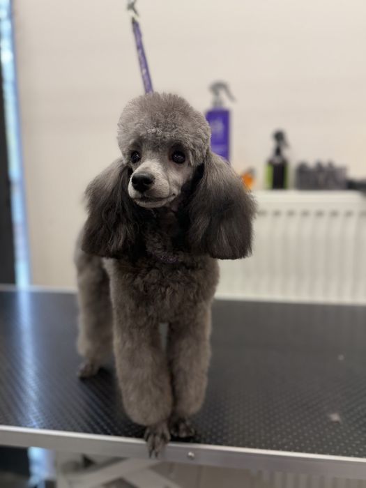 Groomer strzyżenie psów