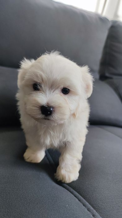 Bichon Maltês macho disponível