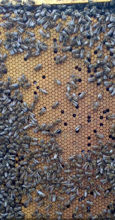 Продам "Бджоло-пакети Карпатка  Гірська"