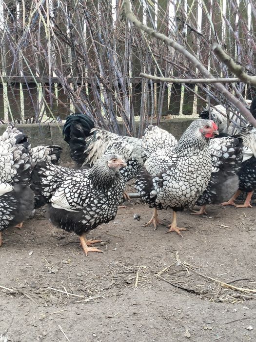 Jaja lęgowe kur Wyandotte Srebrnołuskie