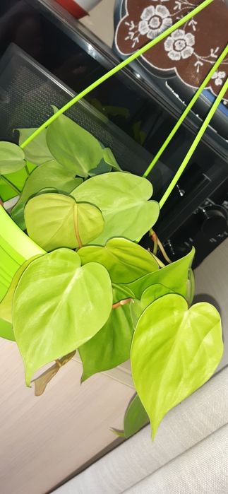 Цветы Сциндапсус епипремнум набор