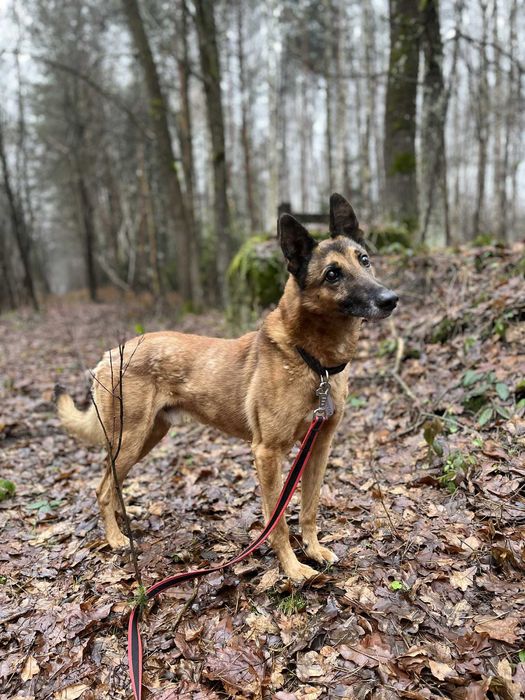 Bajkał - przyjaciel do adopcji
