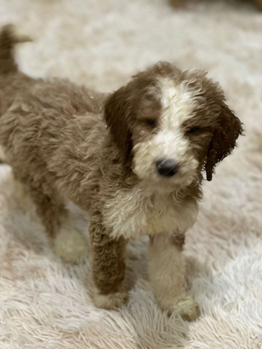 Лабродудль гігантський філіпінський пудель