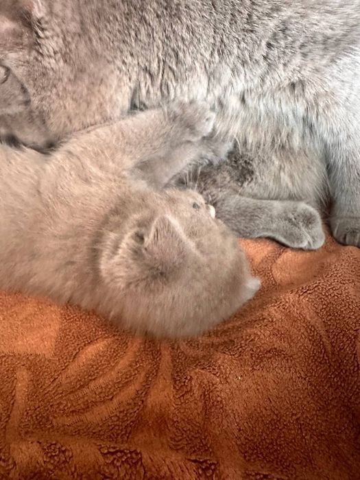 Британские котята