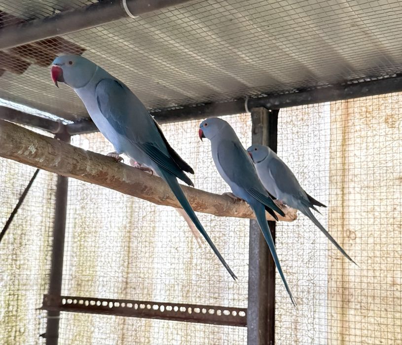 Ring Necks de 2024 - Com Documentos