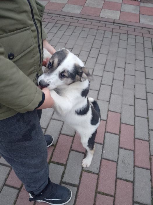 Доброго дня.Віддам в добрі руки,хлопчик,2 міс.Одна умова-не на ланцюг!