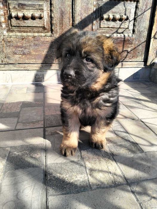 Німецька вівчарка