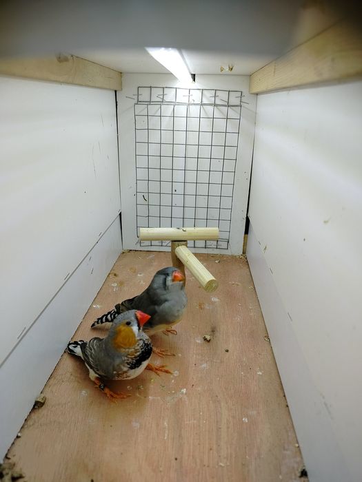 Zeberki para wystawowa