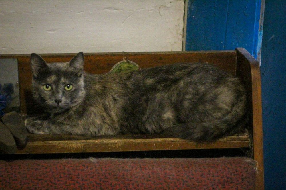 Кішка у добрі руки