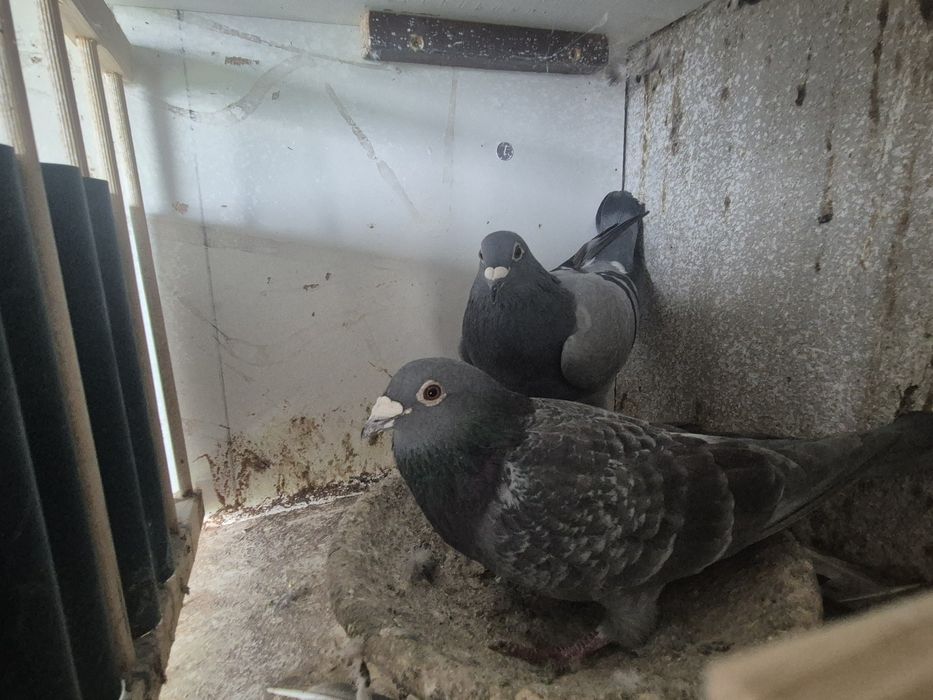 Sprzedam parę aardenow I inne