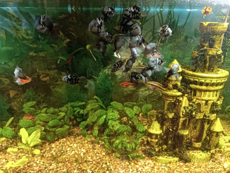 Акваріум 200 л..