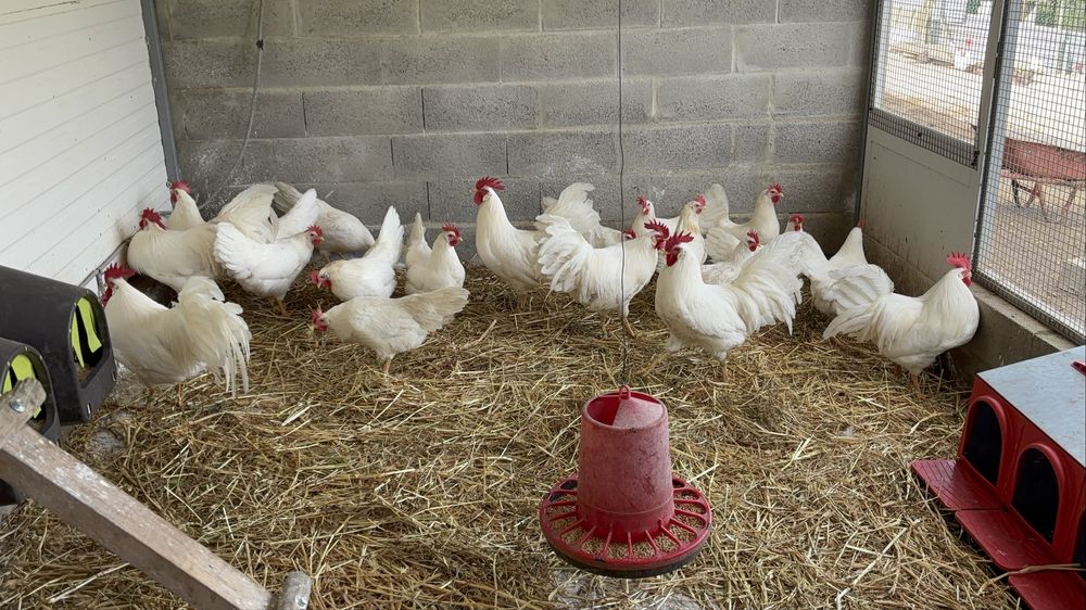 Casais/trios da raça Leghorn Americana