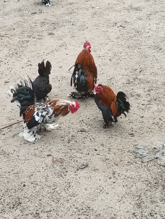 Sprzedam karzełki łapciate