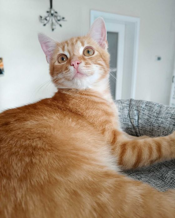 Enzo poleca się do adopcji!