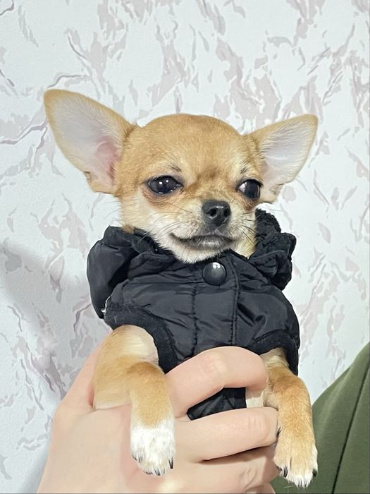 Міні красотка ,5 месяцев 1200