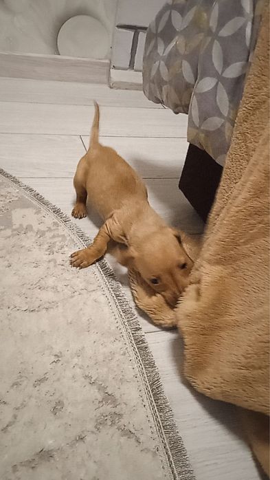 Цуценята такси, дівчатка  —  народилися на Новий рік ! (3 дівчинки)