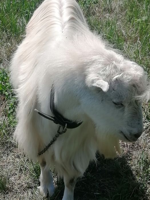 Козел Ломанча чекає на кізочку