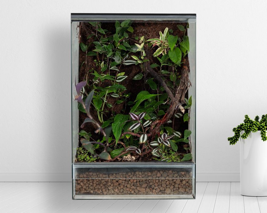 Terrarium gekon paludarium